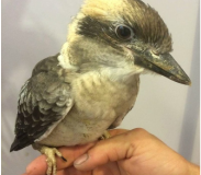 1159160-baby_kooka-1