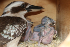 1159169-kookaburras-1