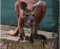 1159196-dennis-1