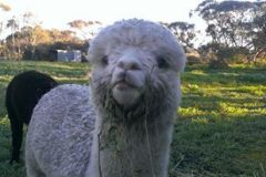 1159292-alpaca-1