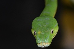 1159454-green_tree-1