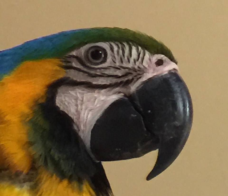 BUDGIE the Macaw